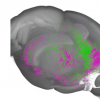 研究人员发现大脑中枢在对直接和间接威胁的学习反应中发挥着关键作用