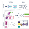 基于人工智能的异常检测可提供更有效的临床级组织病理学诊断